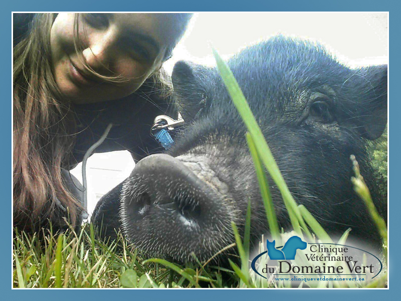 Emilie Carpini-Gauthier, Technicienne en santé animale | Équipe Clinique vétérinaire du domaine vert, Mirabel