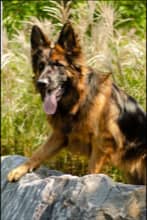 clinique veterinaire domaine vert mirabel client satisfaits 00033
