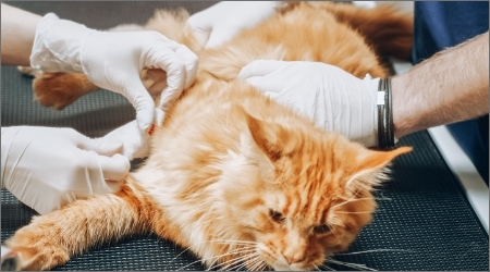 Chirurgie d’urgence