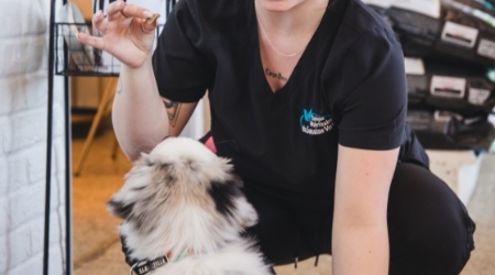 Physiothérapie pour animaux